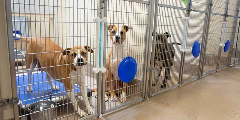 Epoxy floors for Animal Shelters